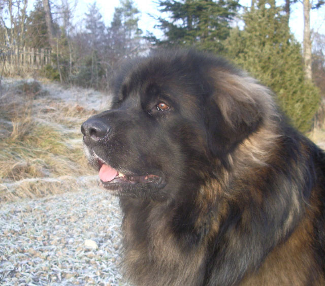 Dragongrdens Kennel